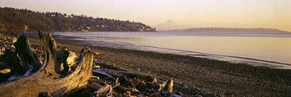 Washington: Driftwood on the beach, Discovery Park, Mt Rainier, Seattle, King County, Washington State, USA by Panoramic Images