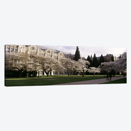 Cherry trees in the quad of a university, University of Washington, Seattle, King County, Washington State, USA Canvas Print #PIM6370} by Panoramic Images Canvas Wall Art