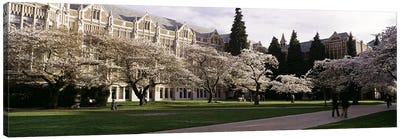 Cherry trees in the quad of a university, University of Washington, Seattle, King County, Washington State, USA Canvas Art Print - Seattle Art