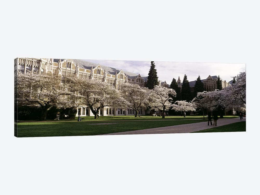 Cherry trees in the quad of a university, University of Washington, Seattle, King County, Washington State, USA by Panoramic Images 1-piece Canvas Art Print