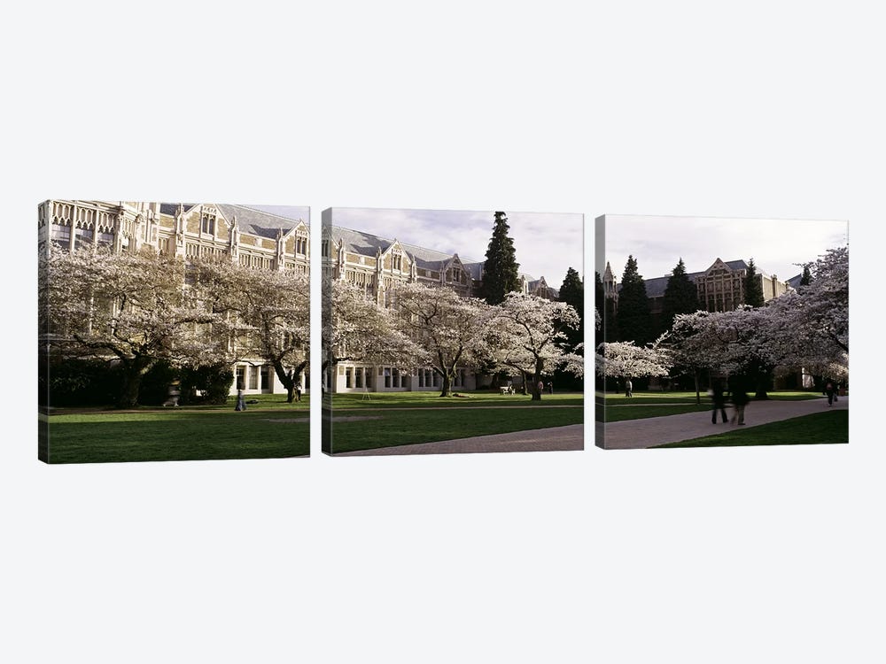Cherry trees in the quad of a university, University of Washington, Seattle, King County, Washington State, USA by Panoramic Images 3-piece Art Print
