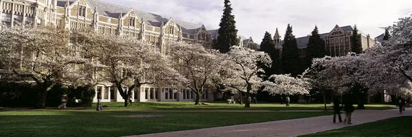 Seattle: Cherry trees in the quad of a university, University of Washington, Seattle, King County, Washington State, USA by Panoramic Images