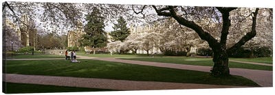 Cherry trees in the quad of a university, University of Washington, Seattle, King County, Washington State, USA #2 Canvas Art Print - Black & White & Green