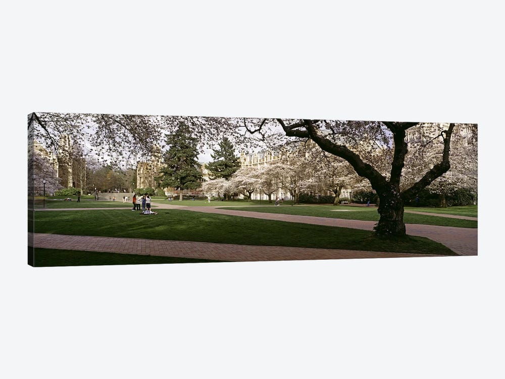 Cherry trees in the quad of a university, University of Washington, Seattle, King County, Washington State, USA #2 by Panoramic Images 1-piece Canvas Wall Art