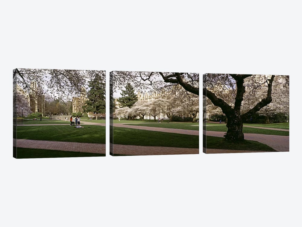 Cherry trees in the quad of a university, University of Washington, Seattle, King County, Washington State, USA #2 by Panoramic Images 3-piece Canvas Artwork