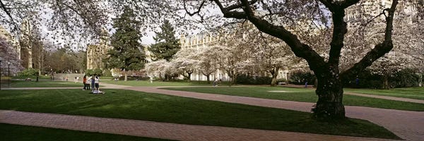 Seattle: Cherry trees in the quad of a university, University of Washington, Seattle, King County, Washington State, USA #2 by Panoramic Images