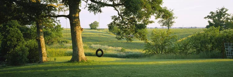 Tire swing on a tree