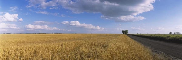 North Dakota: Clouds Over A Field Of Wheat, North Dakota, USA by Panoramic Images