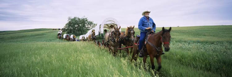 Historical reenactment of covered wagons in a field, North Dakota, USA