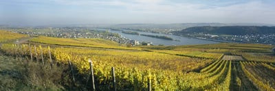 Vineyard And Town Buildings, Rudesheim, Upper Midle Rhine Valley, Hesse, Germany by Panoramic Images multi panel art
