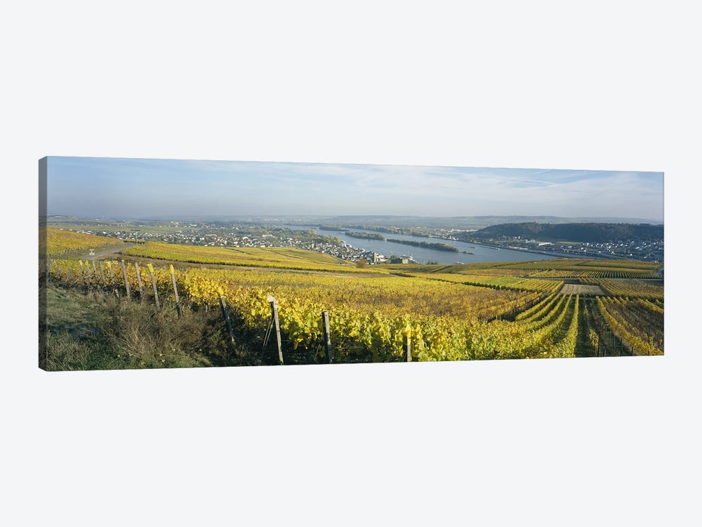 Vineyard And Town Buildings, Rudesheim, Upper Midle Rhine Valley, Hesse, Germany by Panoramic Images 1-piece Canvas Art Print