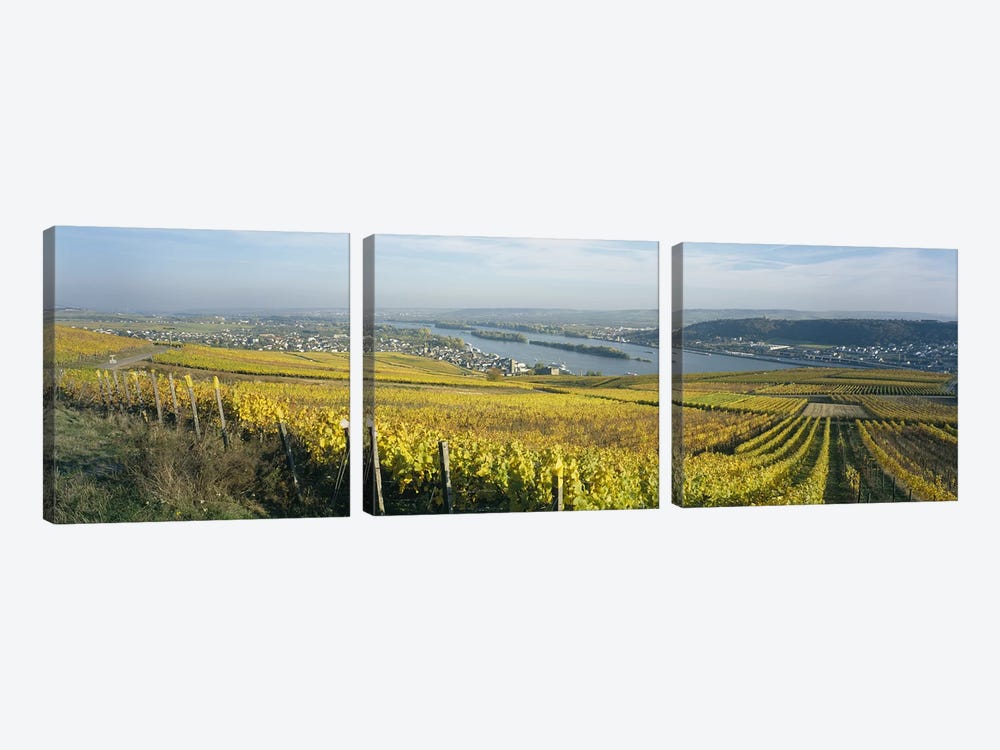 Vineyard And Town Buildings, Rudesheim, Upper Midle Rhine Valley, Hesse, Germany by Panoramic Images 3-piece Canvas Art Print