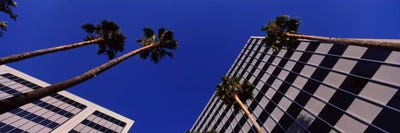 Low-Angle View Of Palm Trees & Office Buildings, San Jose, Santa Clara County, California, USA by Panoramic Images framed canvas print