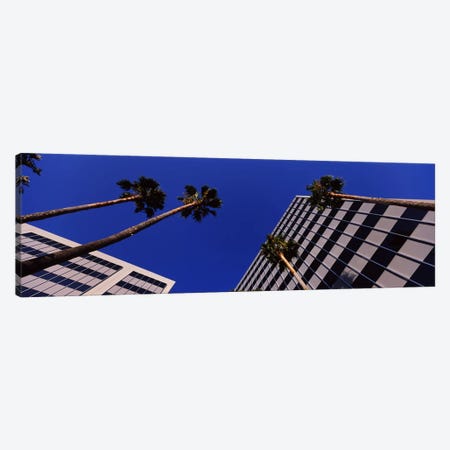 Low-Angle View Of Palm Trees & Office Buildings, San Jose, Santa Clara County, California, USA Canvas Print #PIM6412} by Panoramic Images Canvas Art Print