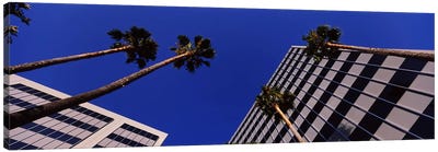 Low-Angle View Of Palm Trees & Office Buildings, San Jose, Santa Clara County, California, USA Canvas Art Print - San Jose Art