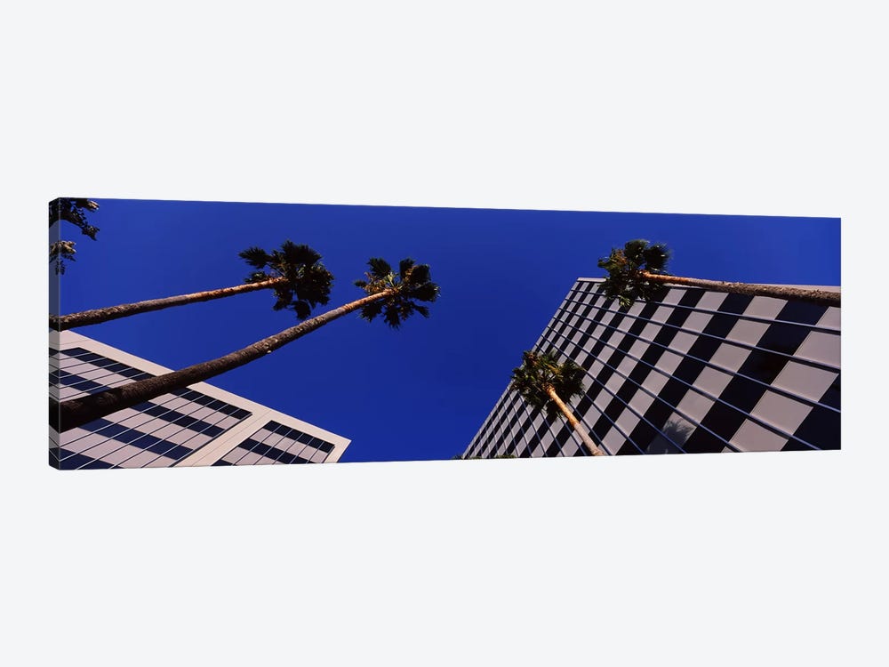Low-Angle View Of Palm Trees & Office Buildings, San Jose, Santa Clara County, California, USA by Panoramic Images 1-piece Canvas Art