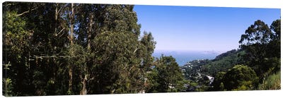 Trees on a hill, Sausalito, San Francisco Bay, Marin County, California, USA Canvas Art Print - Hill & Hillside Art