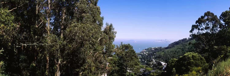 Trees on a hill, Sausalito, San Francisco Bay, Marin County, California, USA