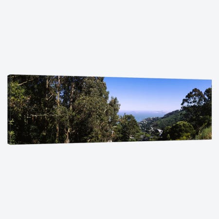 Trees on a hill, Sausalito, San Francisco Bay, Marin County, California, USA Canvas Print #PIM6470} by Panoramic Images Art Print