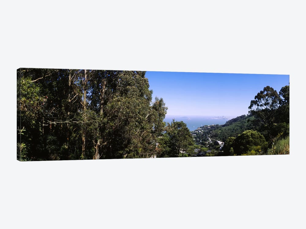 Trees on a hill, Sausalito, San Francisco Bay, Marin County, California, USA by Panoramic Images 1-piece Canvas Art