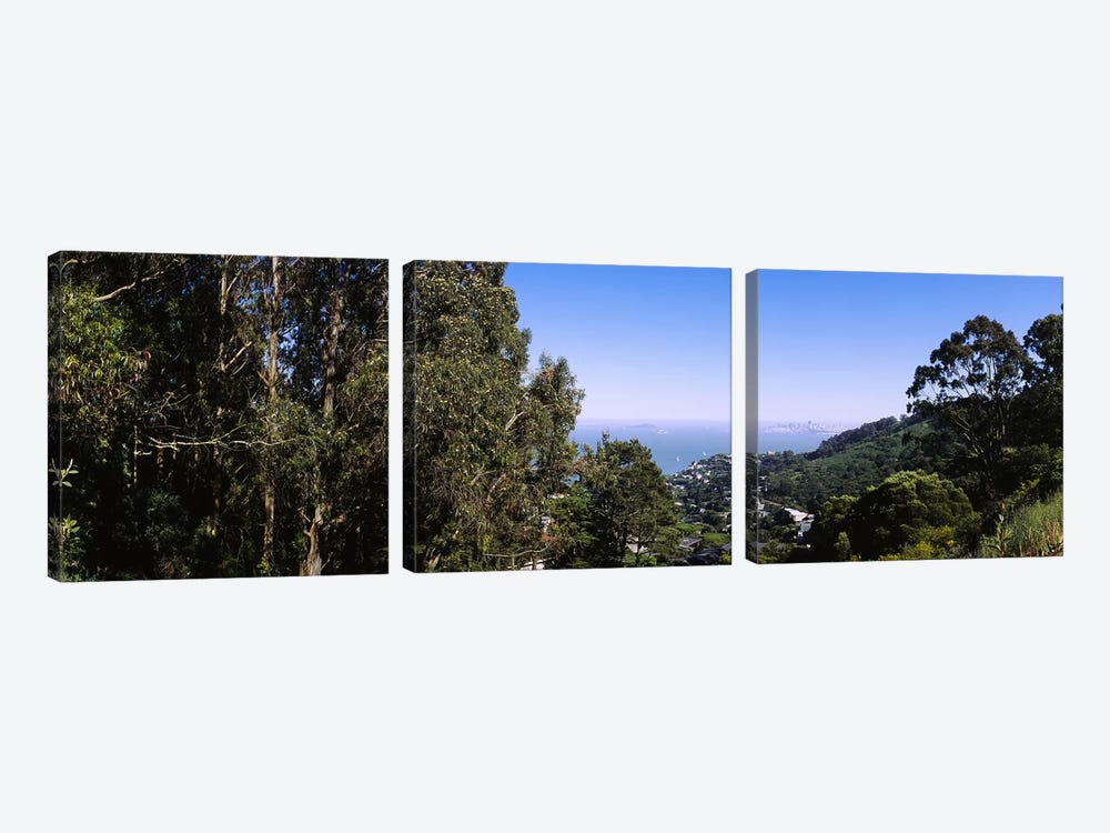 Trees on a hill, Sausalito, San Francisco Bay, Marin County, California, USA by Panoramic Images 3-piece Canvas Art
