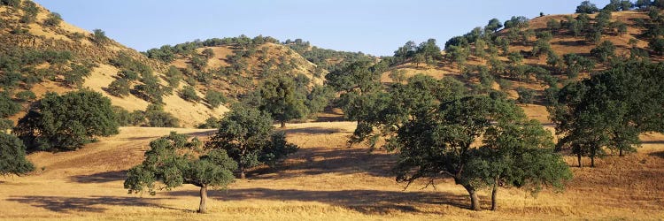 Hillside Landscape, Stanislaus County, California, USA