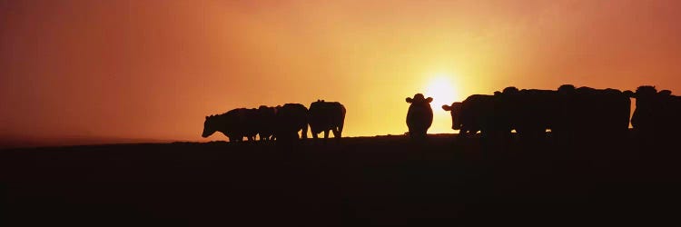 Silhouette of cows at sunset, Point Reyes National Seashore, California, USA