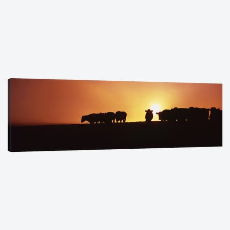 Silhouette of cows at sunset, Point Reyes National Seashore, California, USA Canvas Print #PIM6474} by Panoramic Images Canvas Art