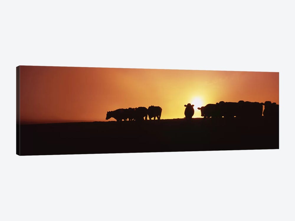 Silhouette of cows at sunset, Point Reyes National Seashore, California, USA by Panoramic Images 1-piece Canvas Art