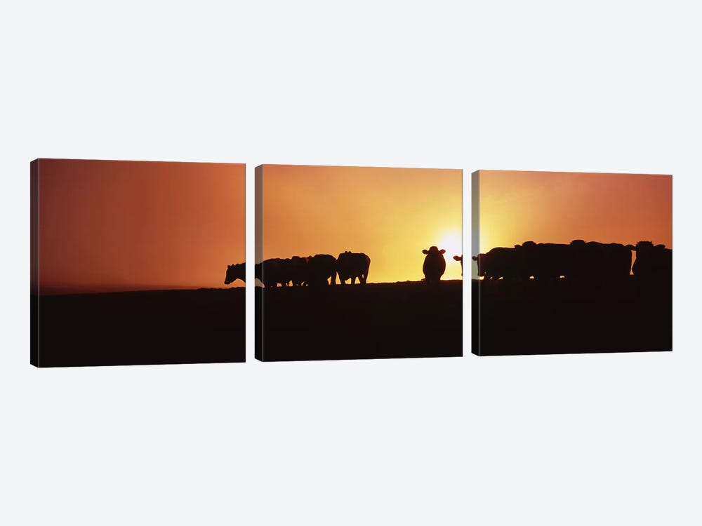 Silhouette of cows at sunset, Point Reyes National Seashore, California, USA by Panoramic Images 3-piece Canvas Art