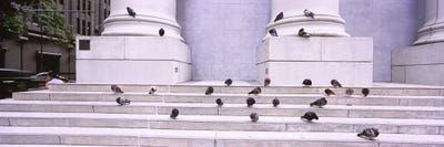 Flock of pigeons on steps, San Francisco, California, USA by Panoramic Images canvas print