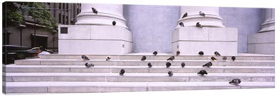 Flock of pigeons on steps, San Francisco, California, USA Canvas Art Print - Column Art