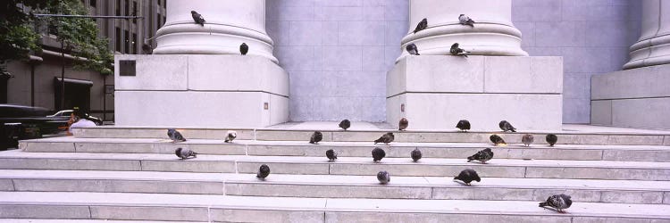 Flock of pigeons on steps, San Francisco, California, USA