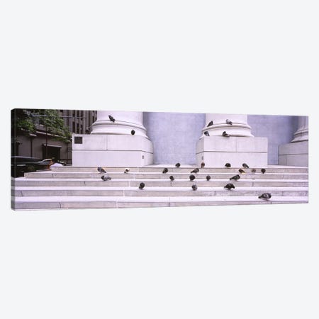 Flock of pigeons on steps, San Francisco, California, USA Canvas Print #PIM6483} by Panoramic Images Canvas Art