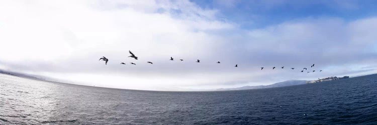 Pelicans flying over the sea, Alcatraz, San Francisco, California, USA