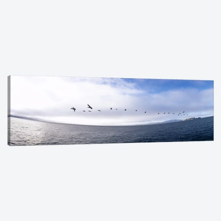 Pelicans flying over the sea, Alcatraz, San Francisco, California, USA Canvas Print #PIM6486} by Panoramic Images Canvas Art Print