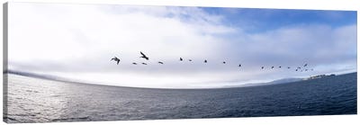 Pelicans flying over the sea, Alcatraz, San Francisco, California, USA Canvas Art Print - Pelican Art