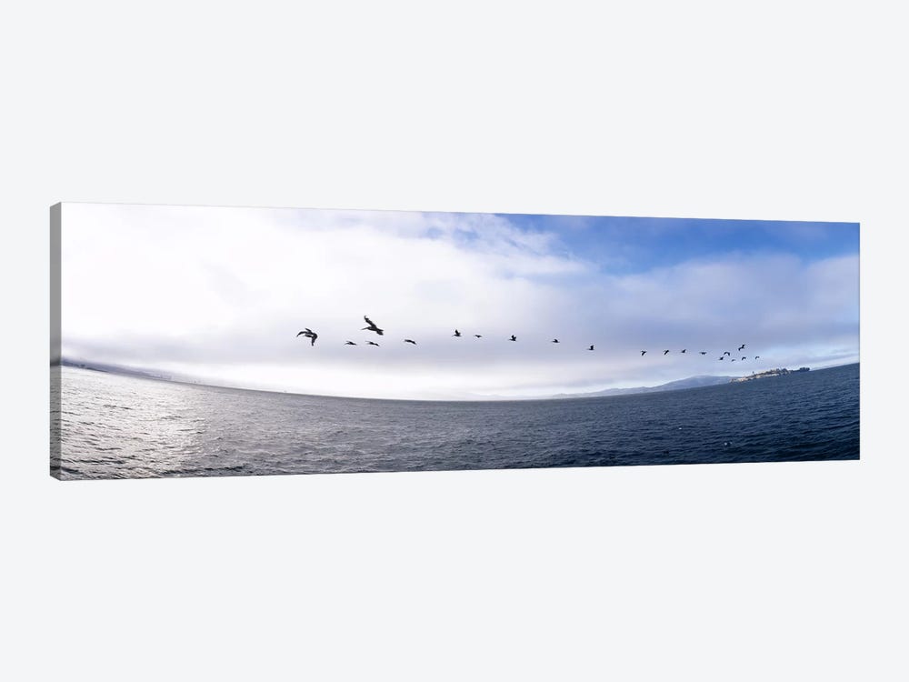 Pelicans flying over the sea, Alcatraz, San Francisco, California, USA by Panoramic Images 1-piece Canvas Print