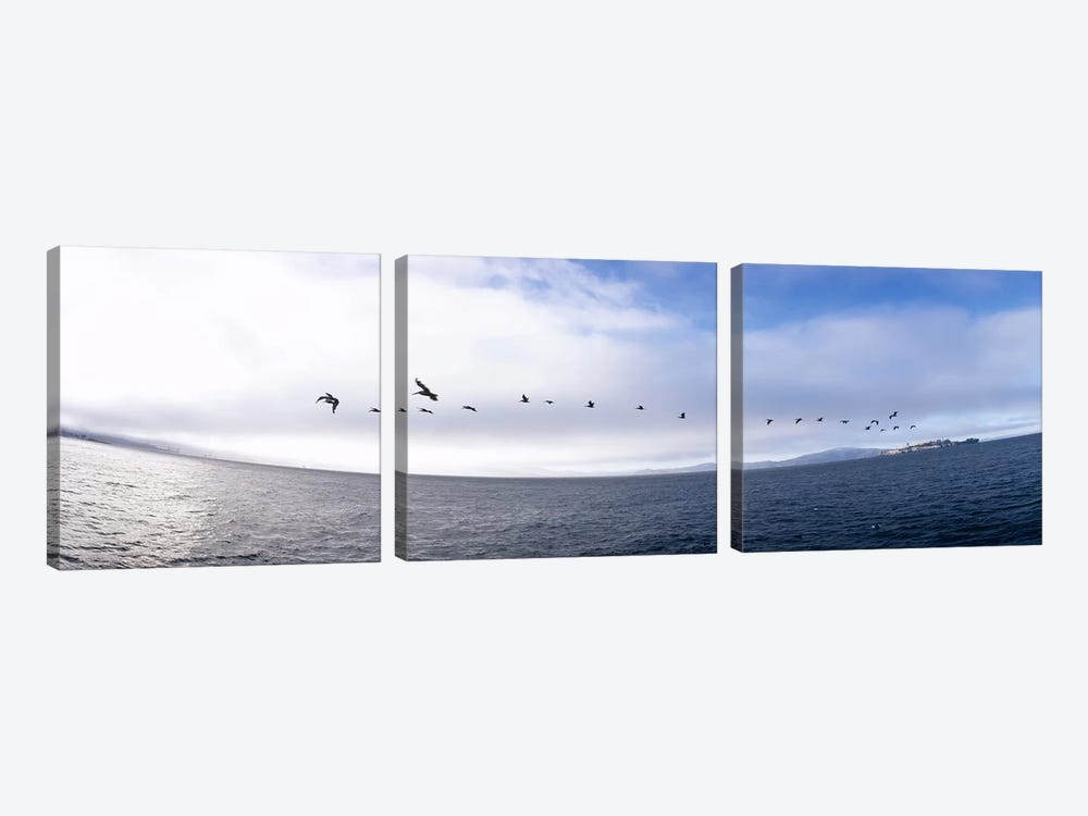 Pelicans flying over the sea, Alcatraz, San Francisco, California, USA by Panoramic Images 3-piece Art Print