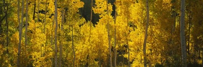 Aspen trees in a forestTelluride, San Miguel County, Colorado, USA by Panoramic Images multi panel art