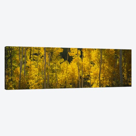 Aspen trees in a forestTelluride, San Miguel County, Colorado, USA Canvas Print #PIM6510} by Panoramic Images Canvas Wall Art