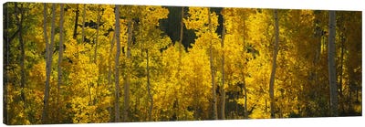 Aspen trees in a forestTelluride, San Miguel County, Colorado, USA Canvas Art Print - Aspen Tree Art