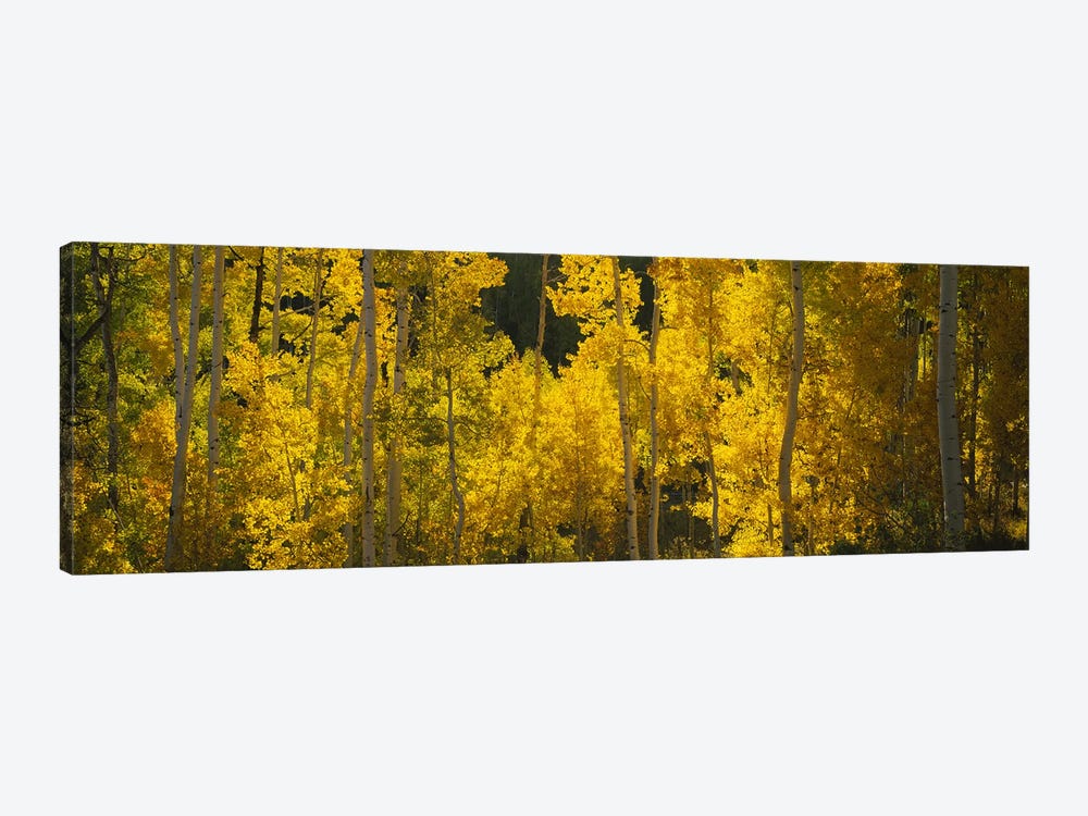 Aspen trees in a forestTelluride, San Miguel County, Colorado, USA by Panoramic Images 1-piece Canvas Art Print