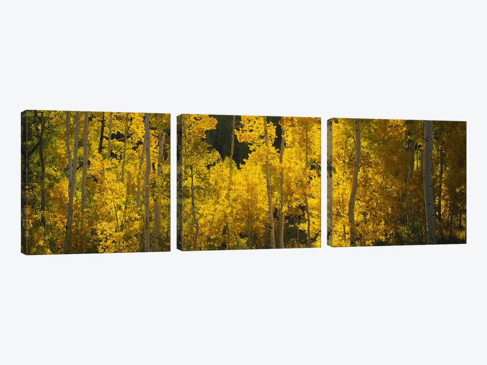 Aspen trees in a forestTelluride, San Miguel County, Colorado, USA by Panoramic Images 3-piece Canvas Print