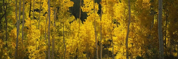 Nature Close-Ups: Aspen trees in a forestTelluride, San Miguel County, Colorado, USA by Panoramic Images