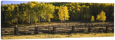 Wooden Fence In An Autumnal Forest Landscape, San Miguel County, Colorado, USA Canvas Art Print - Panoramic & Horizontal Wall Art