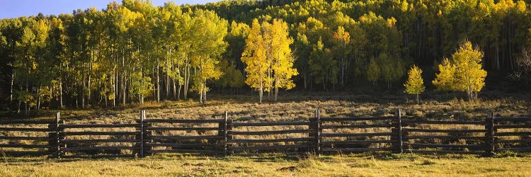 Wooden Fence In An Autumnal Forest Landscape, San Miguel County, Colorado, USA