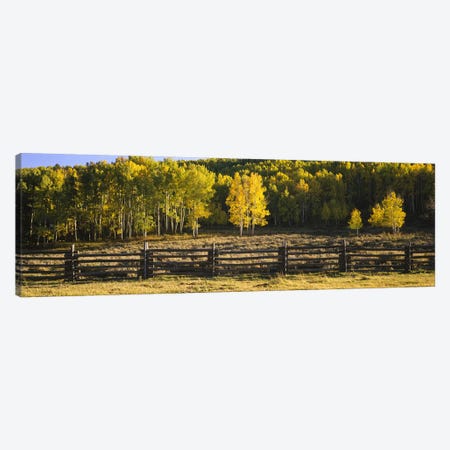 Wooden Fence In An Autumnal Forest Landscape, San Miguel County, Colorado, USA Canvas Print #PIM6511} by Panoramic Images Canvas Artwork