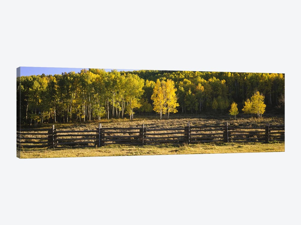 Wooden Fence In An Autumnal Forest Landscape, San Miguel County, Colorado, USA by Panoramic Images 1-piece Canvas Artwork