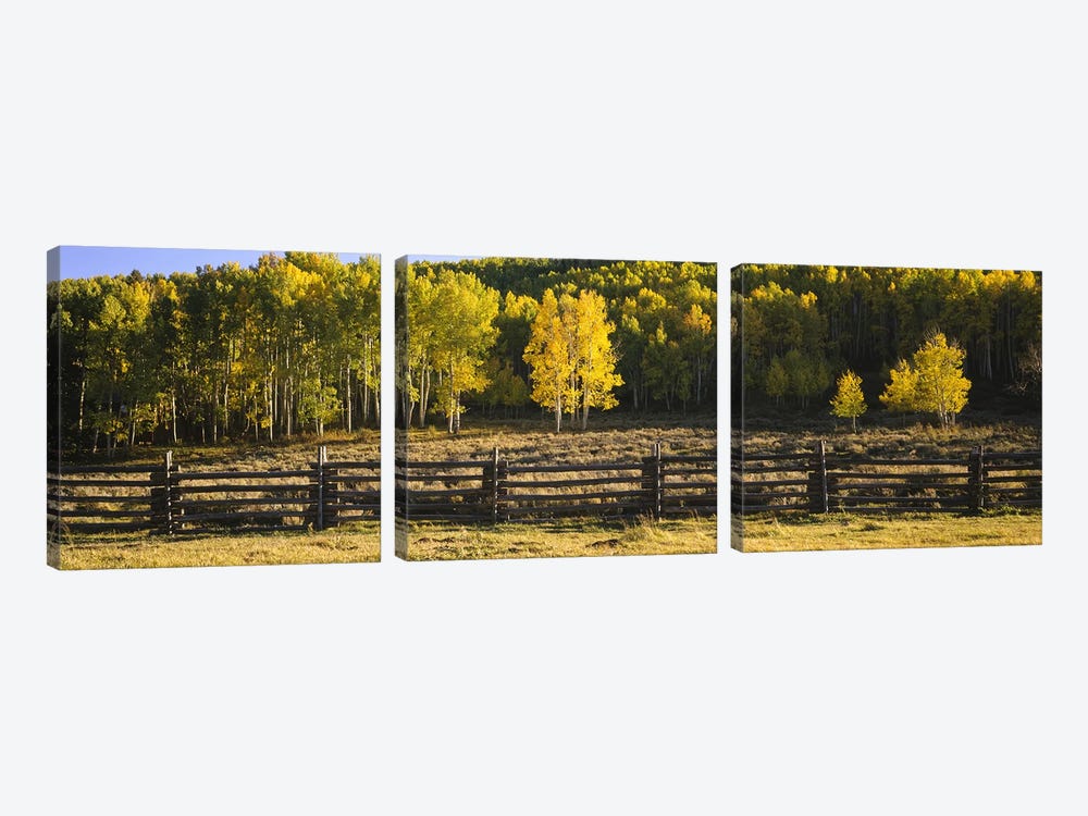 Wooden Fence In An Autumnal Forest Landscape, San Miguel County, Colorado, USA by Panoramic Images 3-piece Canvas Art